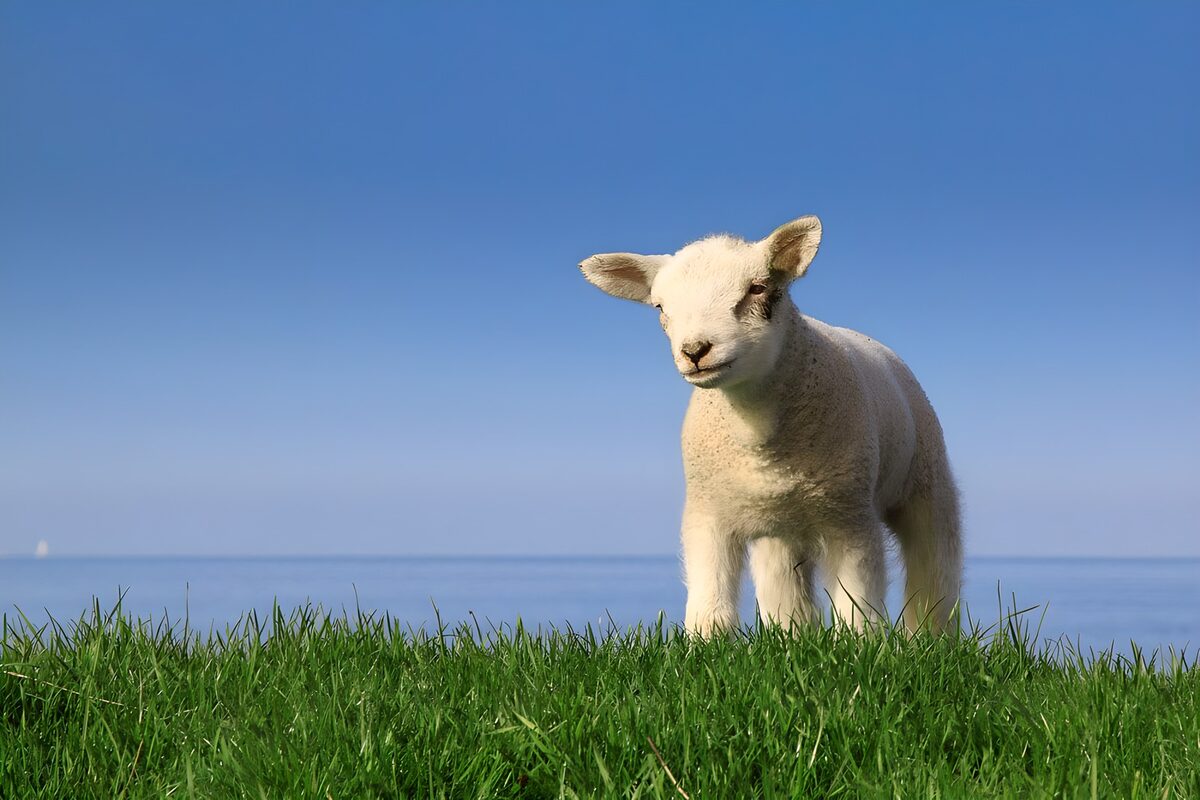 TPFR14657: Agneau sur une prairie ensoleillée