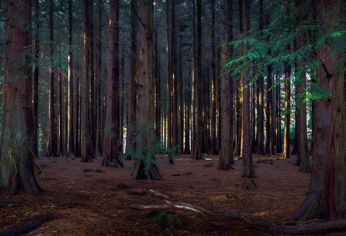 TPFR36437: Forêt mystérieuse au crépuscule