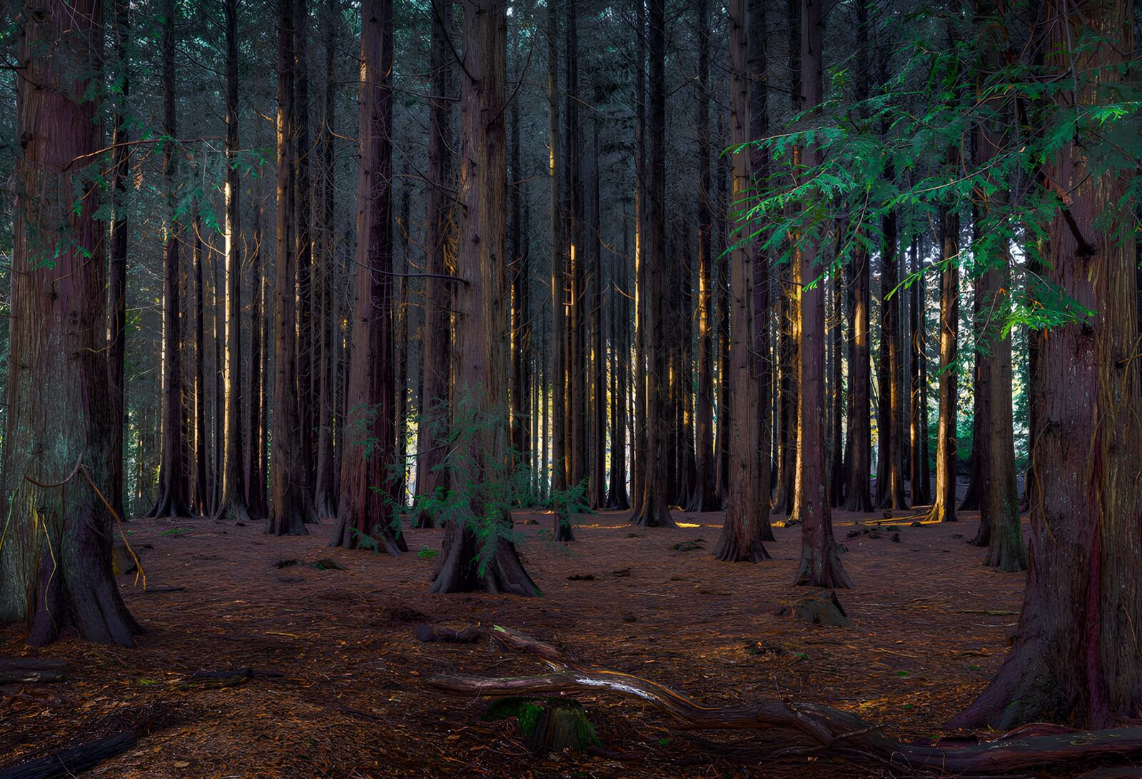 TPFR36437: Forêt mystérieuse au crépuscule