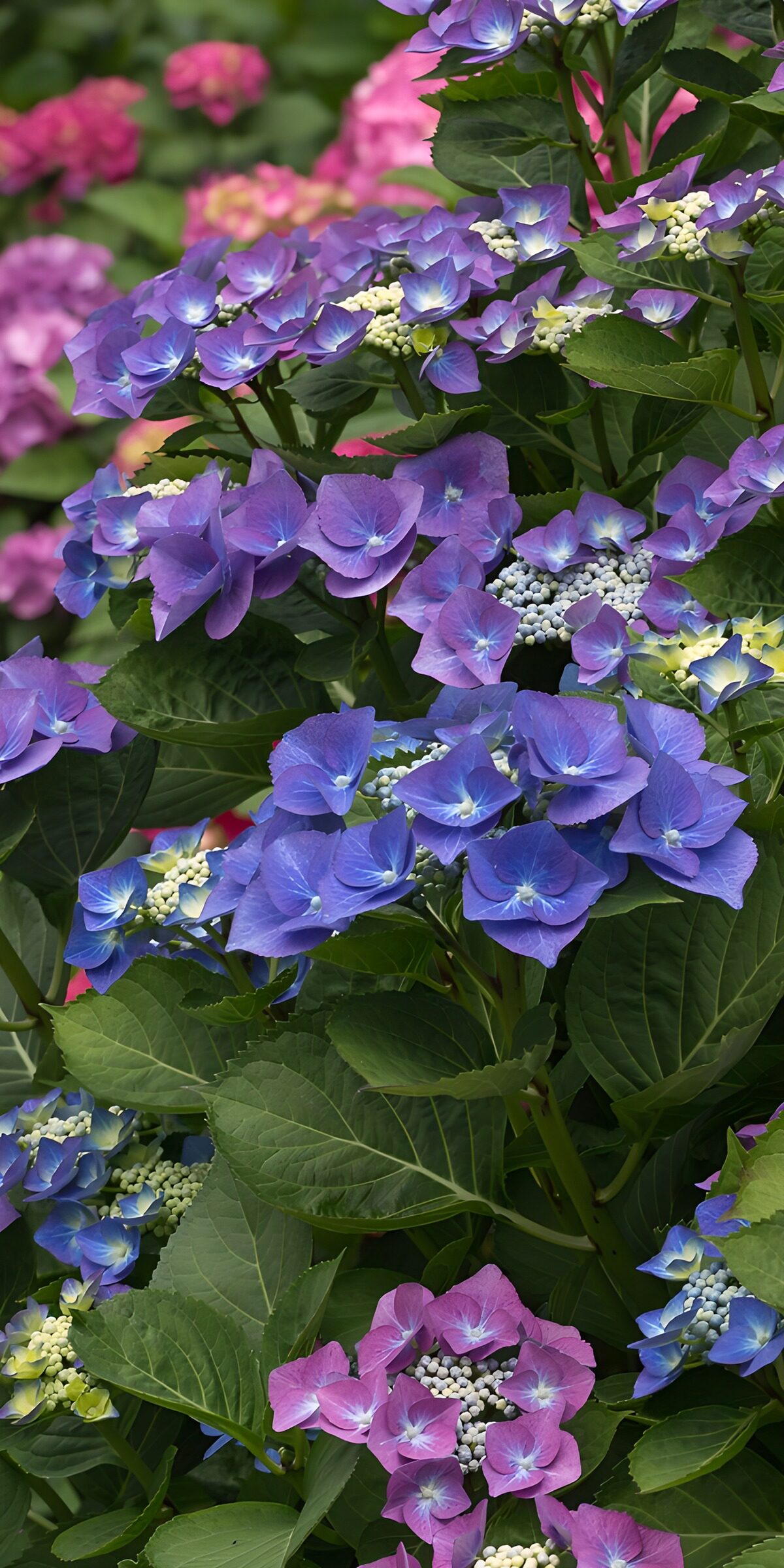 TPFR86096: Fleurs d'hortensias multicolores