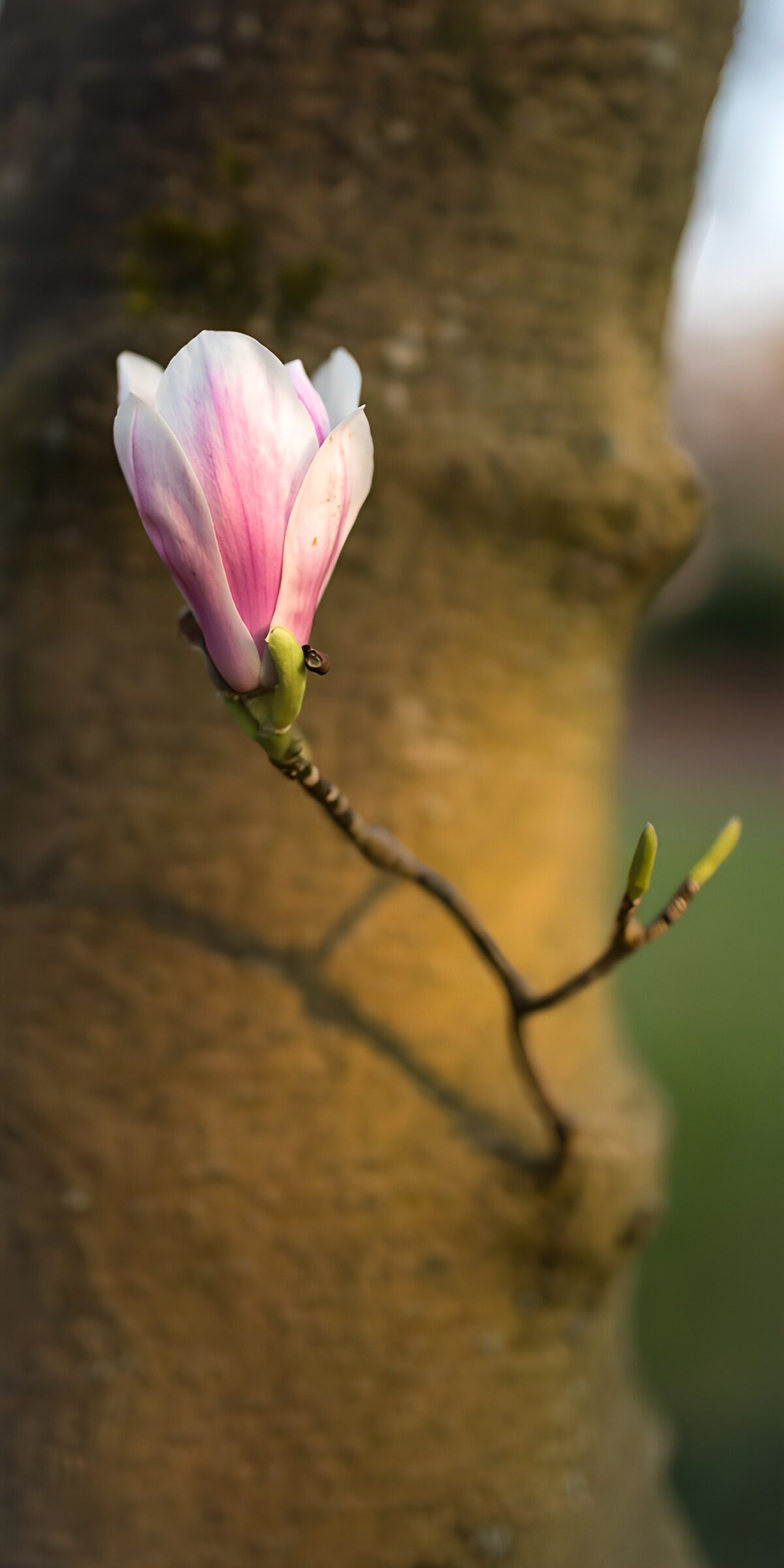 TPFR56239: Fleur de magnolia sur l'arbre
