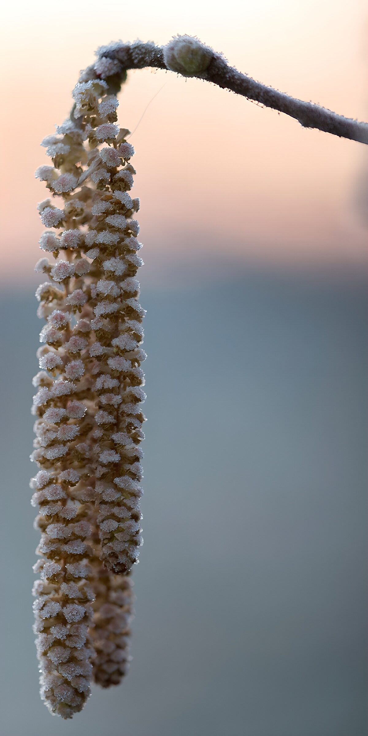 TPFR89355: Gouttes de givre sur une fleur