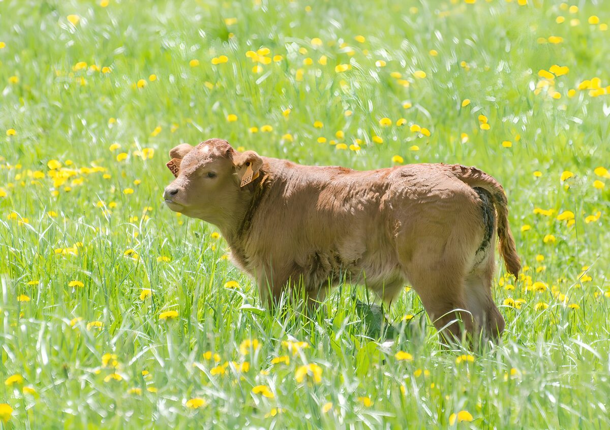 TPFR85875: Veau dans un champ fleuri