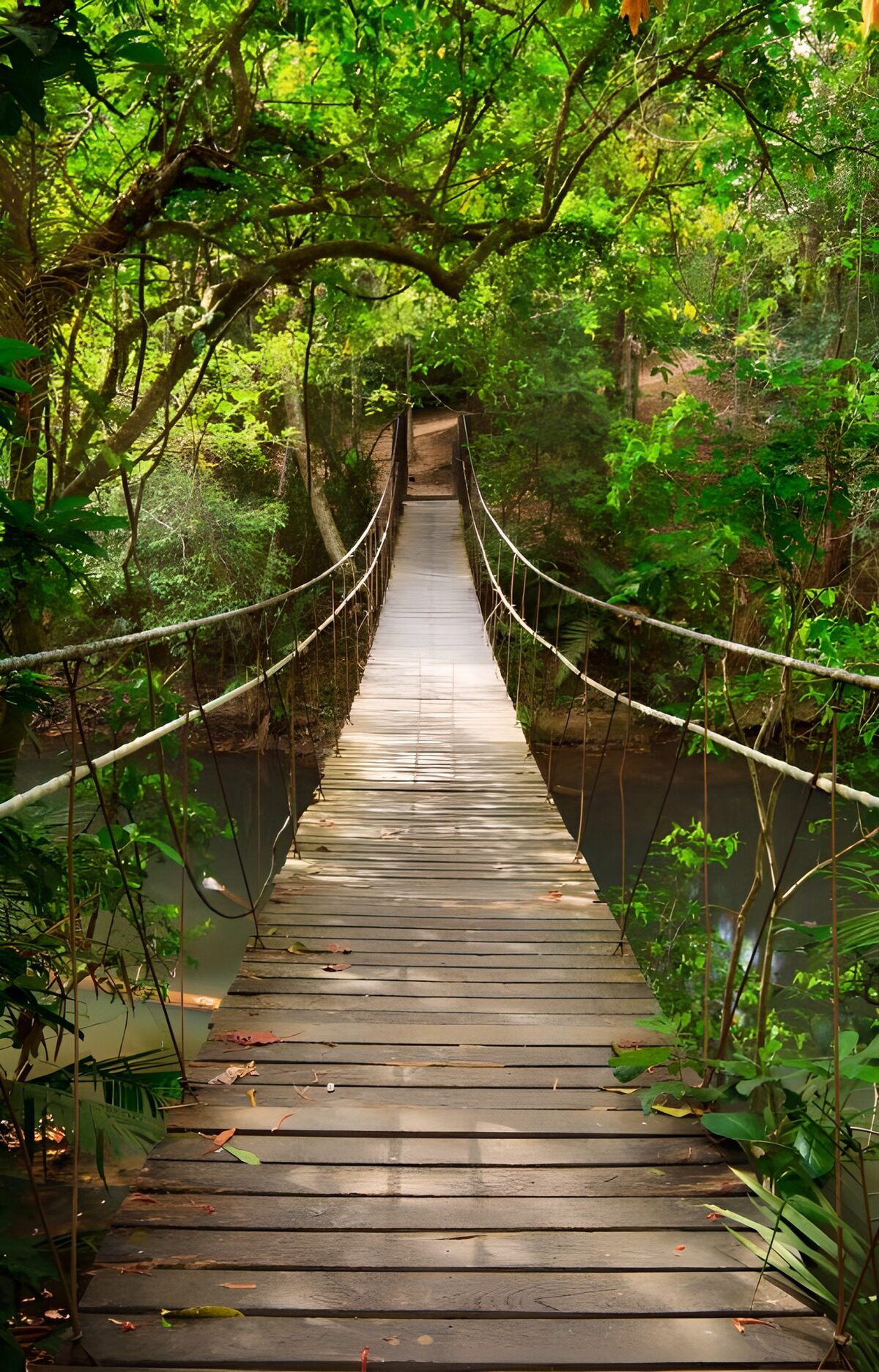 TPFR45573: Pont suspendu dans la forêt tropicale