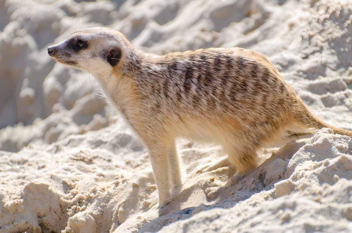 TPFR75117: Suricate sur le sable en plein soleil