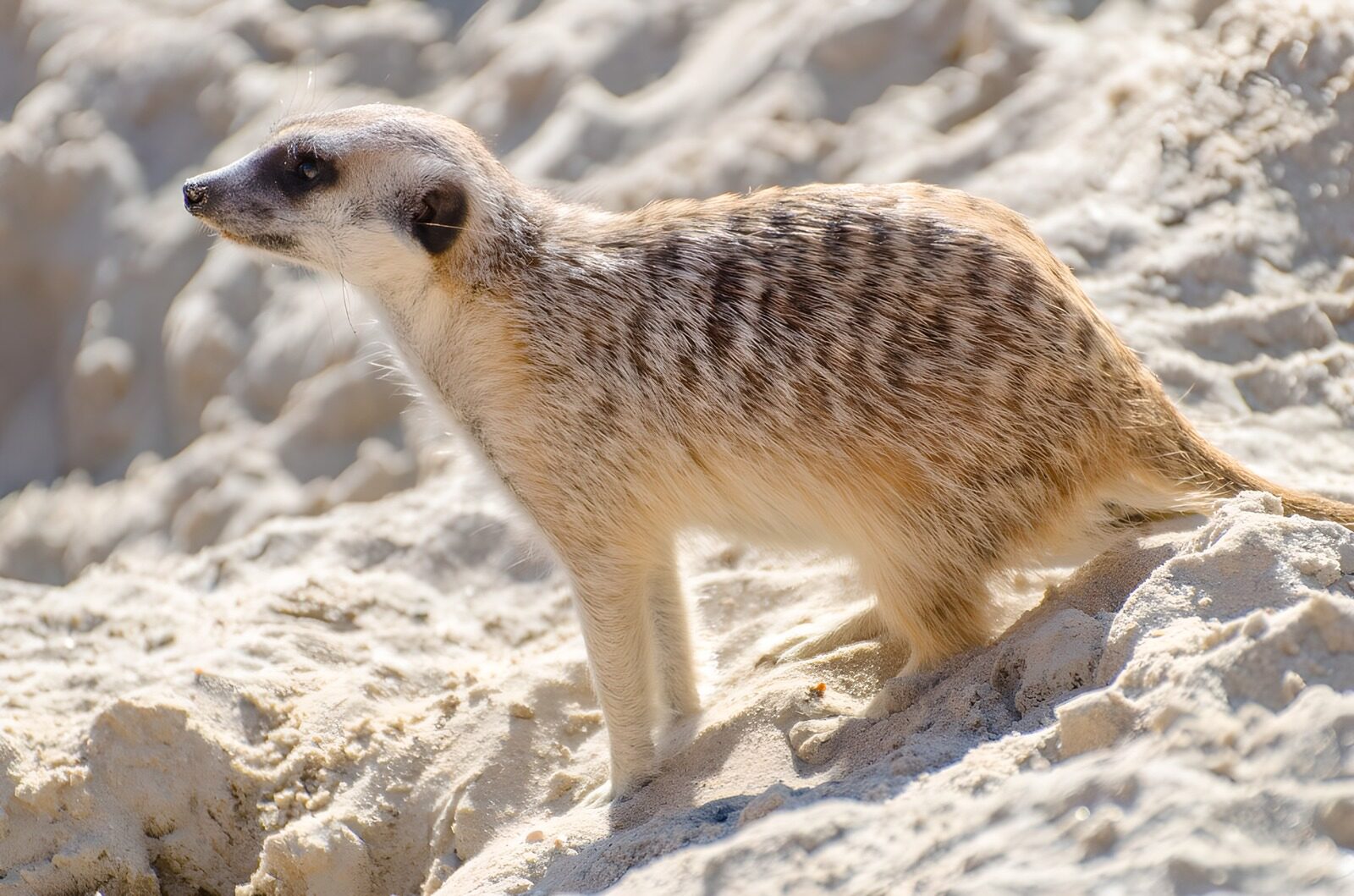 TPFR75117: Suricate sur le sable en plein soleil