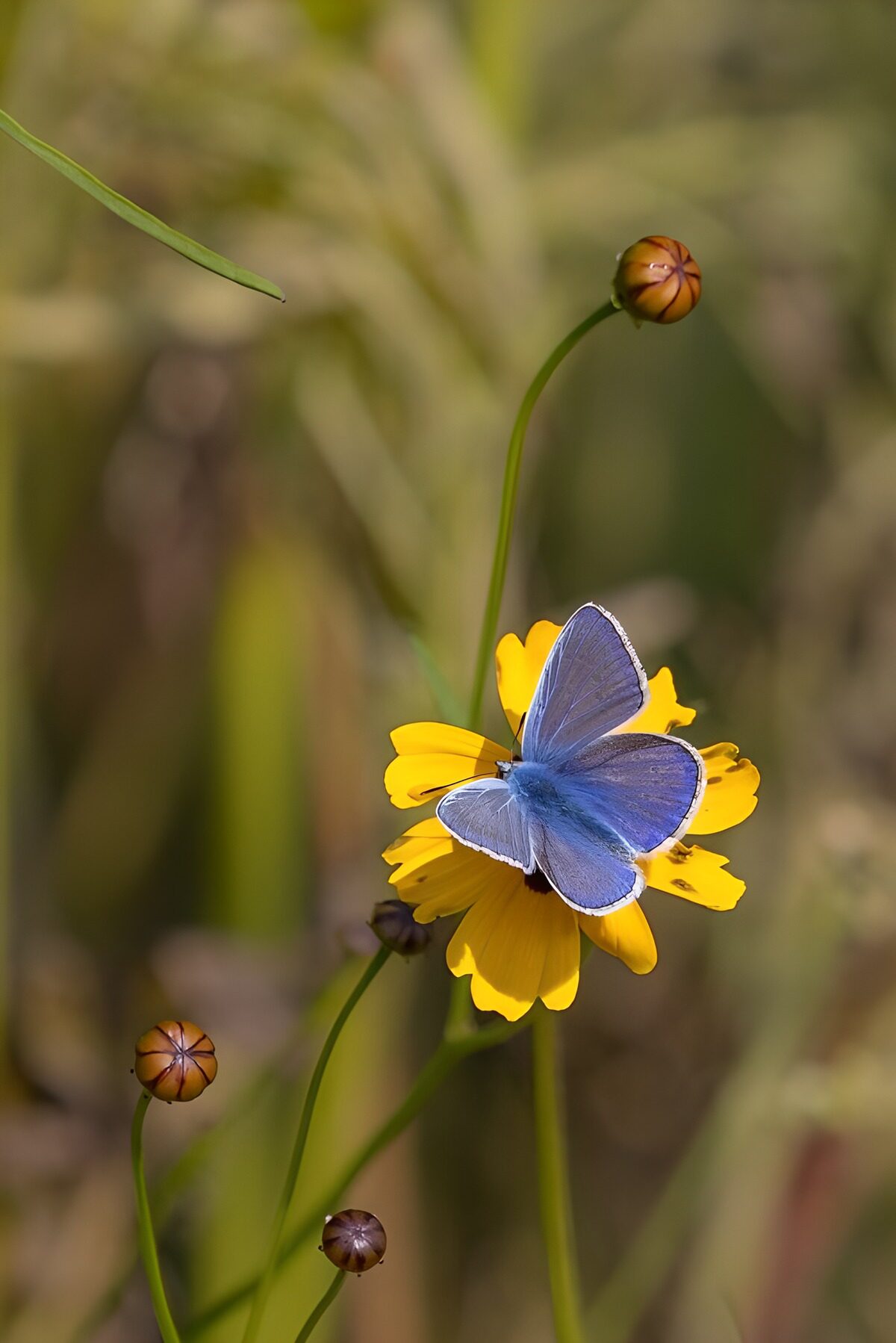 Papillon bleu sur une fleur jaune