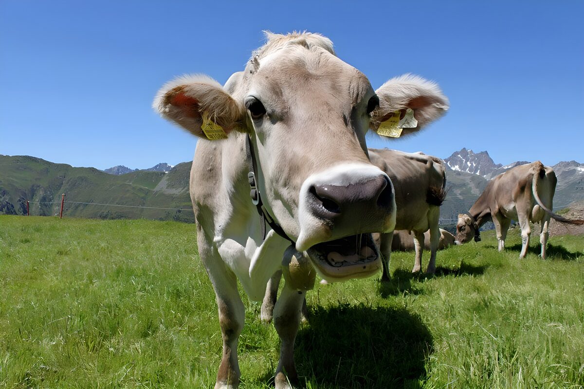 TPFR32682: Gros plan sur une vache dans un alpage