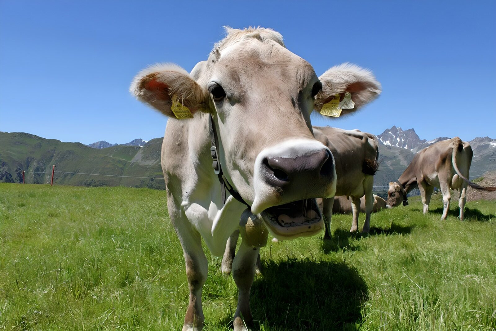TPFR32682: Gros plan sur une vache dans un alpage