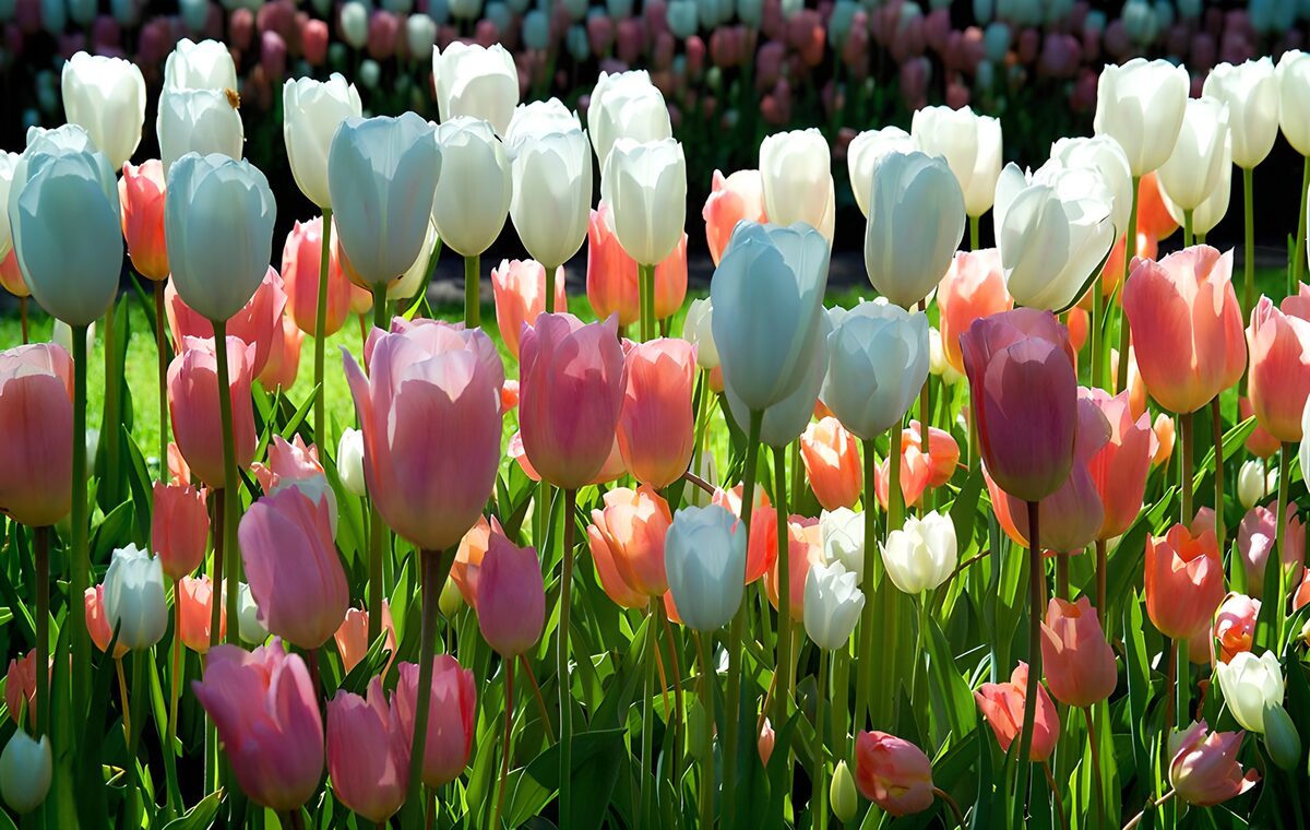 Tulipes colorées au printemps