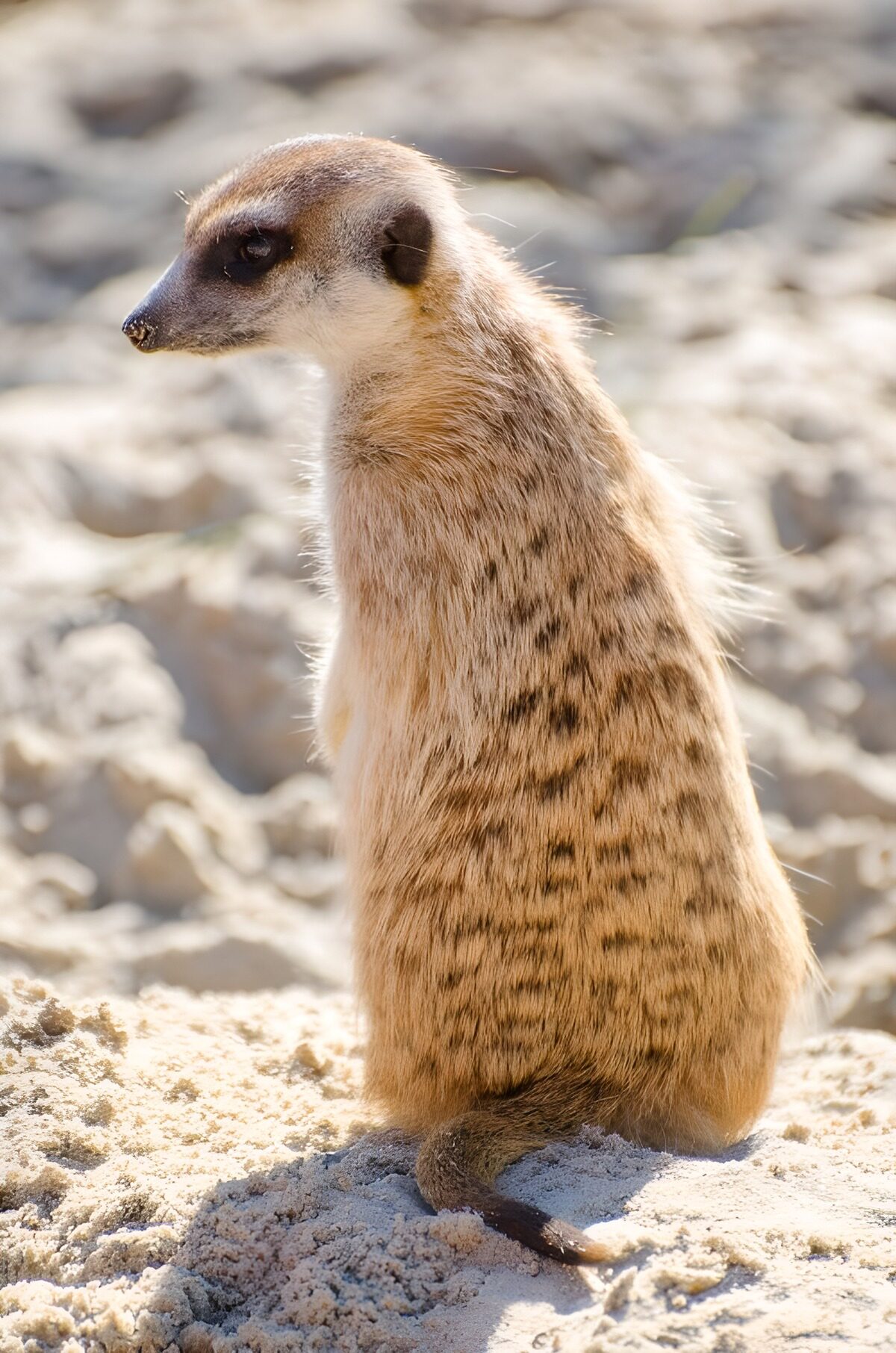 TPFR88154: Suricate en pleine observation
