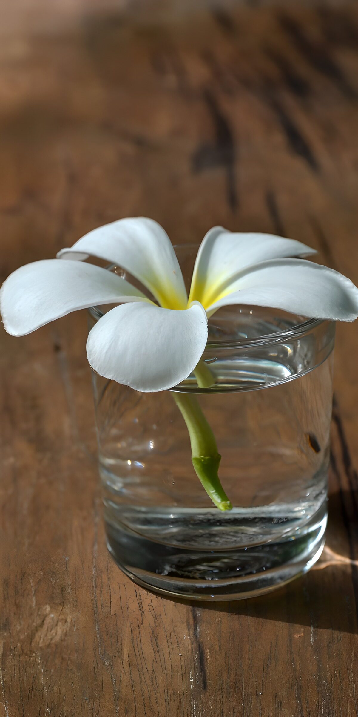 TPFR29780: Fleur blanche dans un verre d'eau