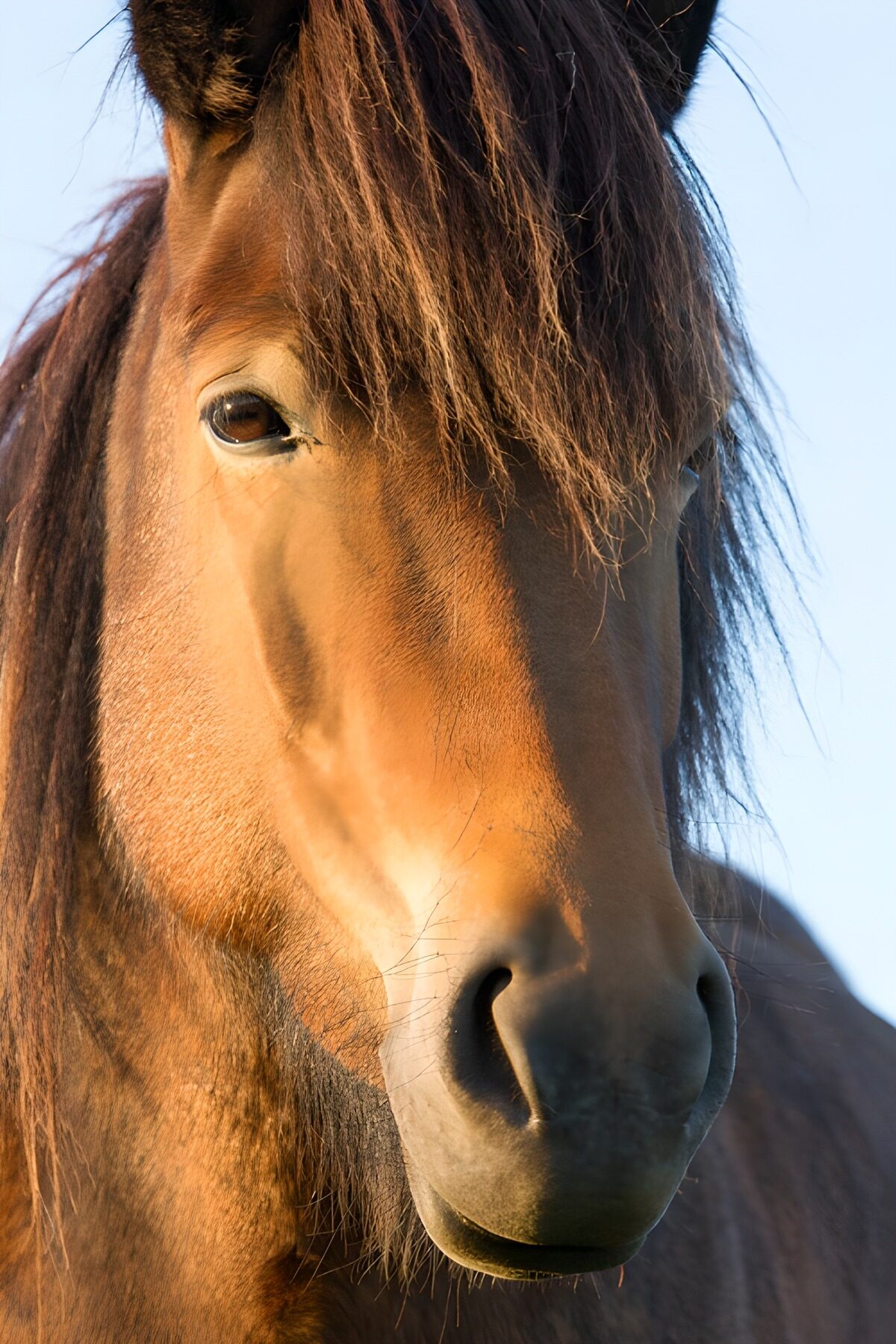 TPFR63296: Cheval majestueux au coucher du soleil