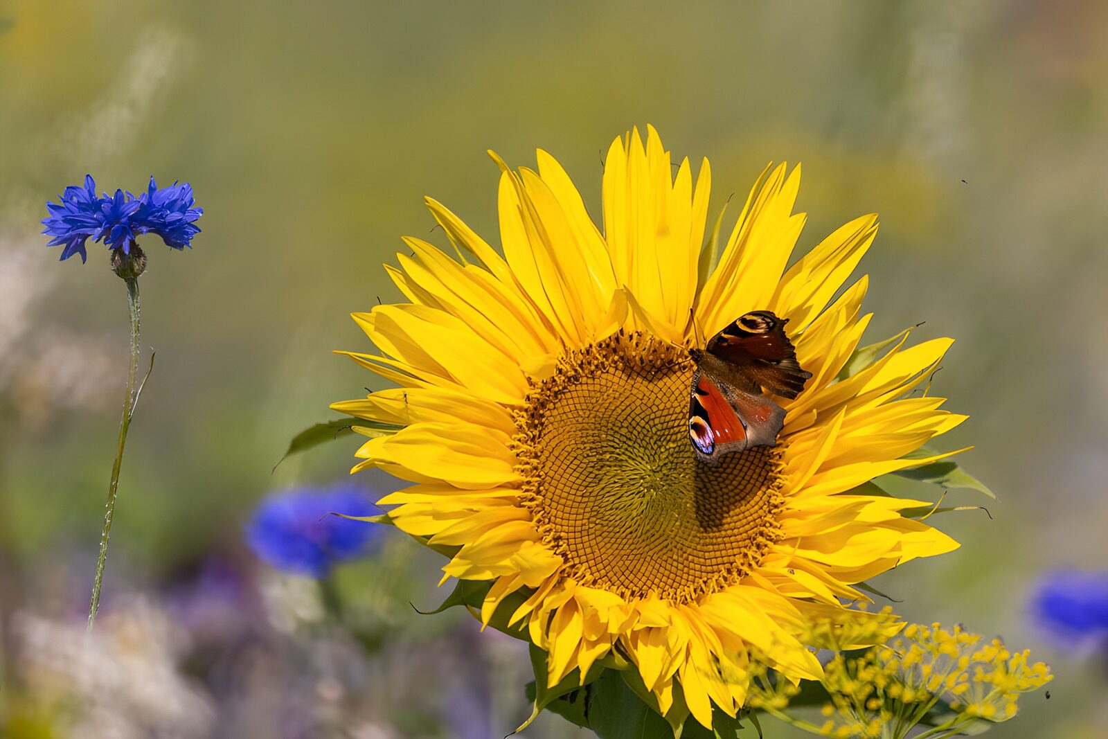 TPFR68511: Papillon sur un tournesol en fleurs