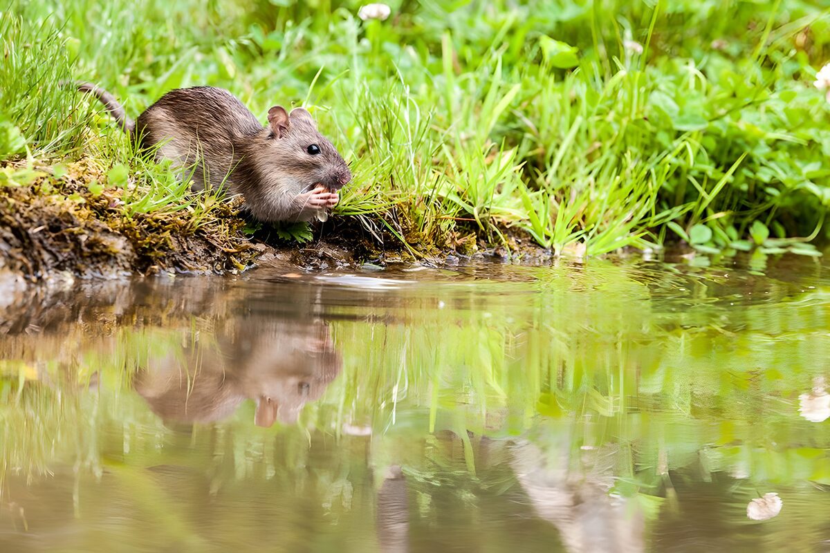 TPFR87334: Mignon rat près de l'eau
