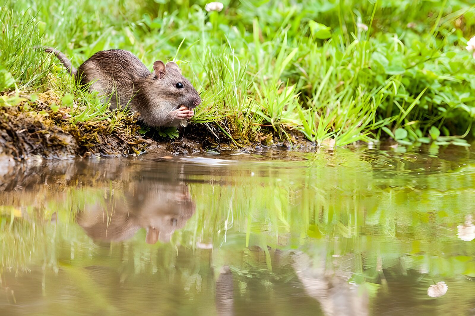 TPFR87334: Mignon rat près de l'eau