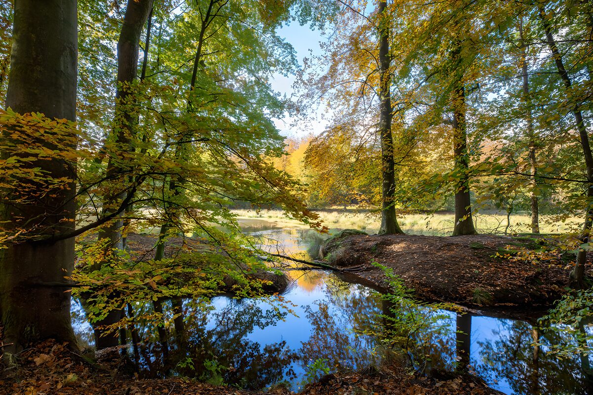 TPFR79402: Reflet paisible au milieu des arbres