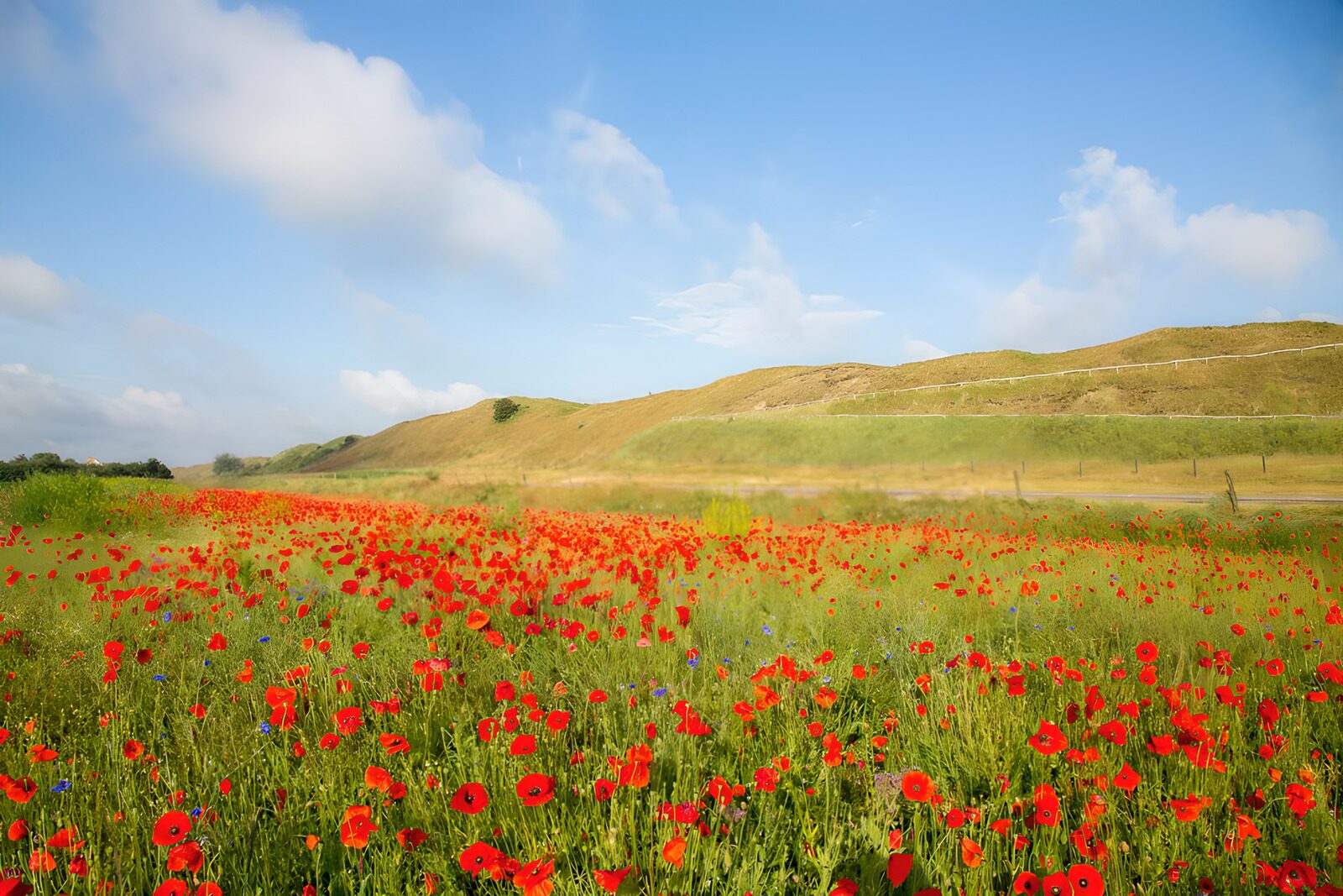 TPFR85624: Champ de coquelicots en fleurs
