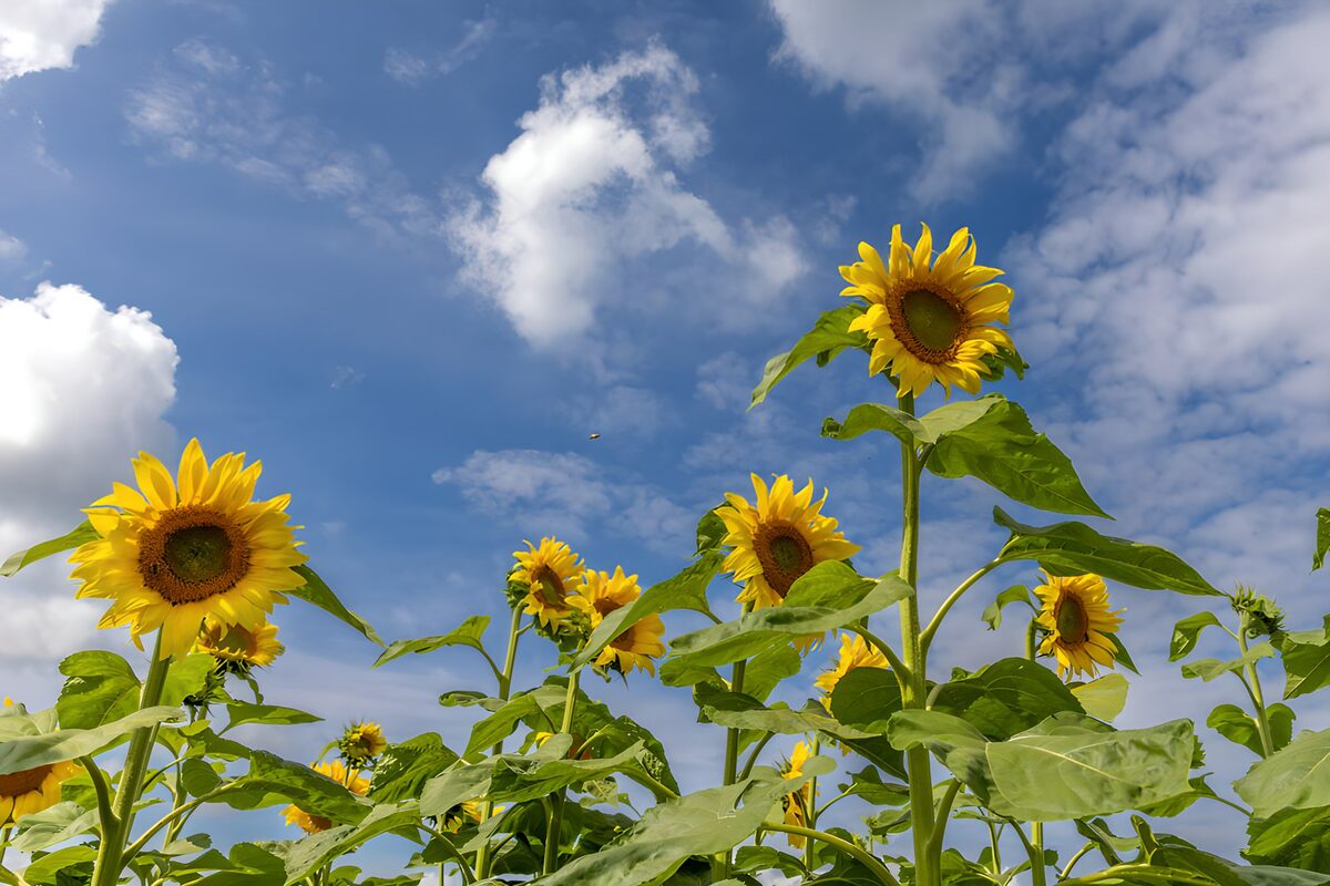 TPFR30061: Champs de tournesols sous le ciel bleu