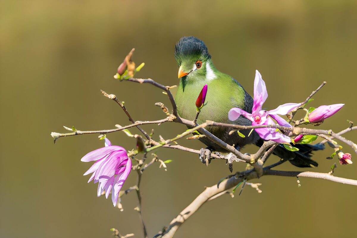 TPFR72969: Oiseau coloré sur une branche de fleurs