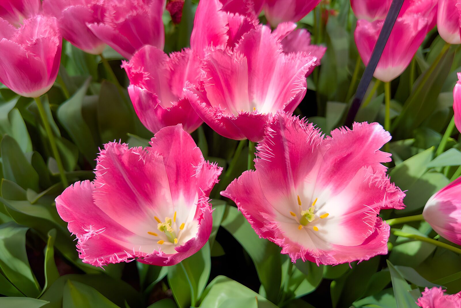 TPFR49334: Tulipes roses éclatantes