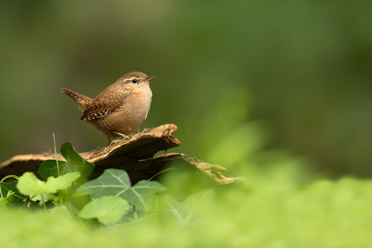 TPFR52825: Un petit oiseau sur une branche