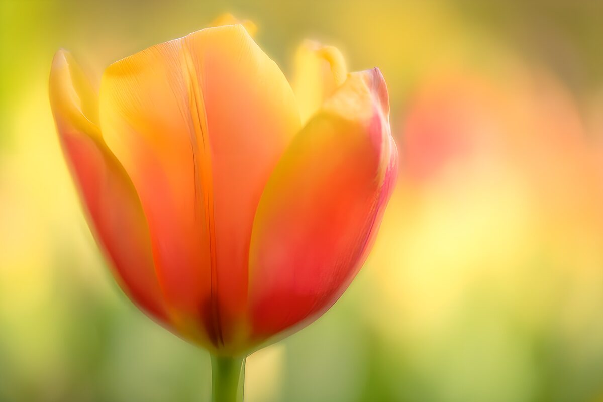 TPFR56403: Tulipe en fleurs de lumière