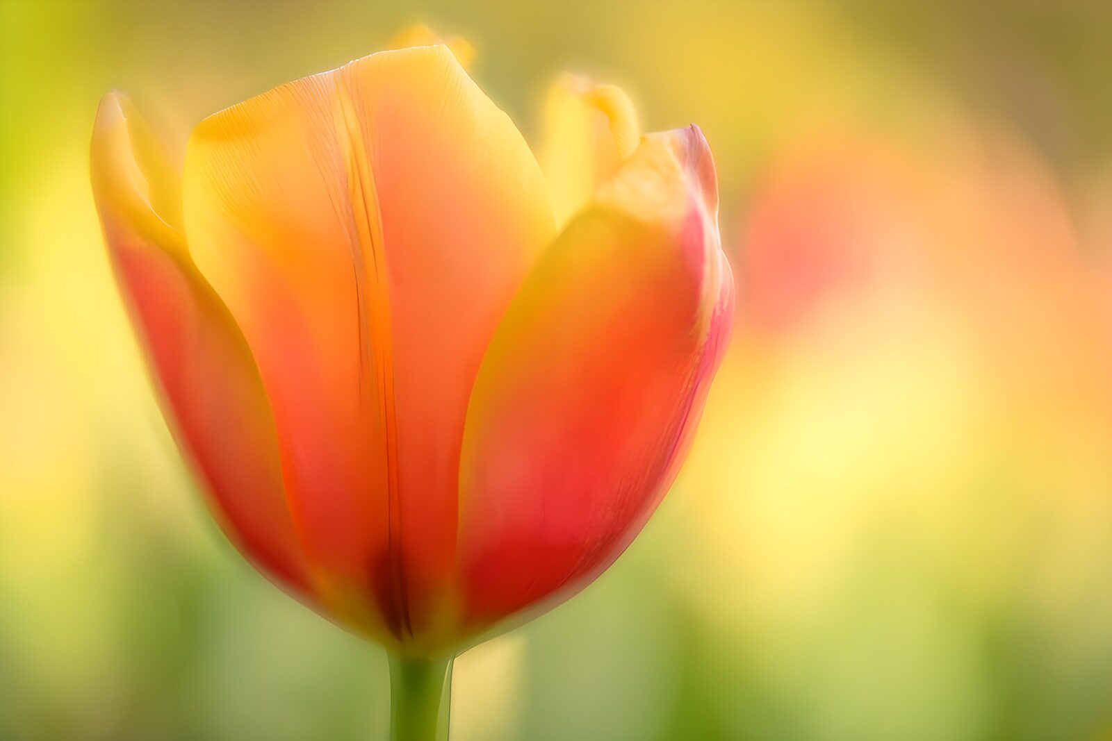 TPFR56403: Tulipe en fleurs de lumière