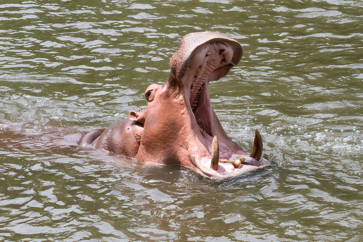 Hippopotame au bord de l'eau