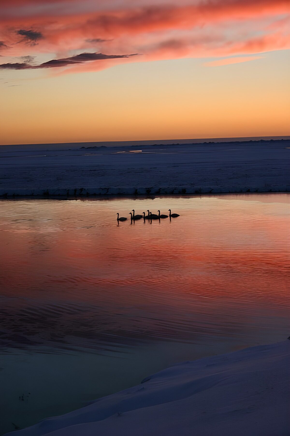 Cygnes au crépuscule sur un lac gelé