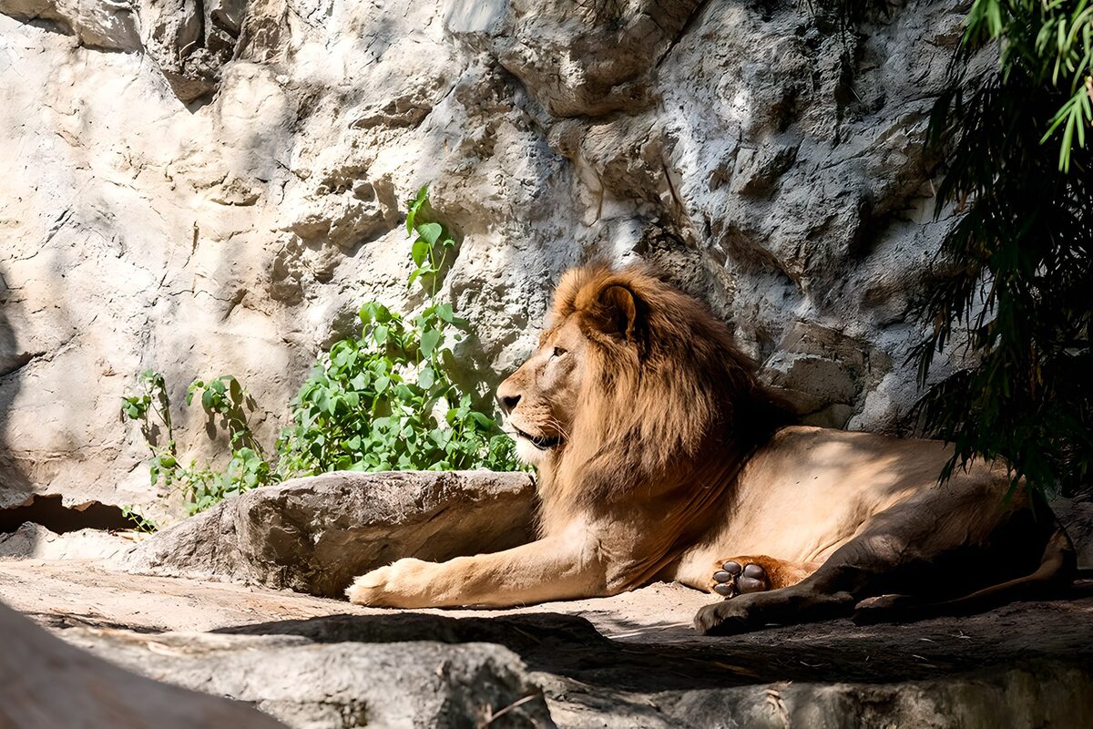 TPFR13465: Lion majestueux au repos
