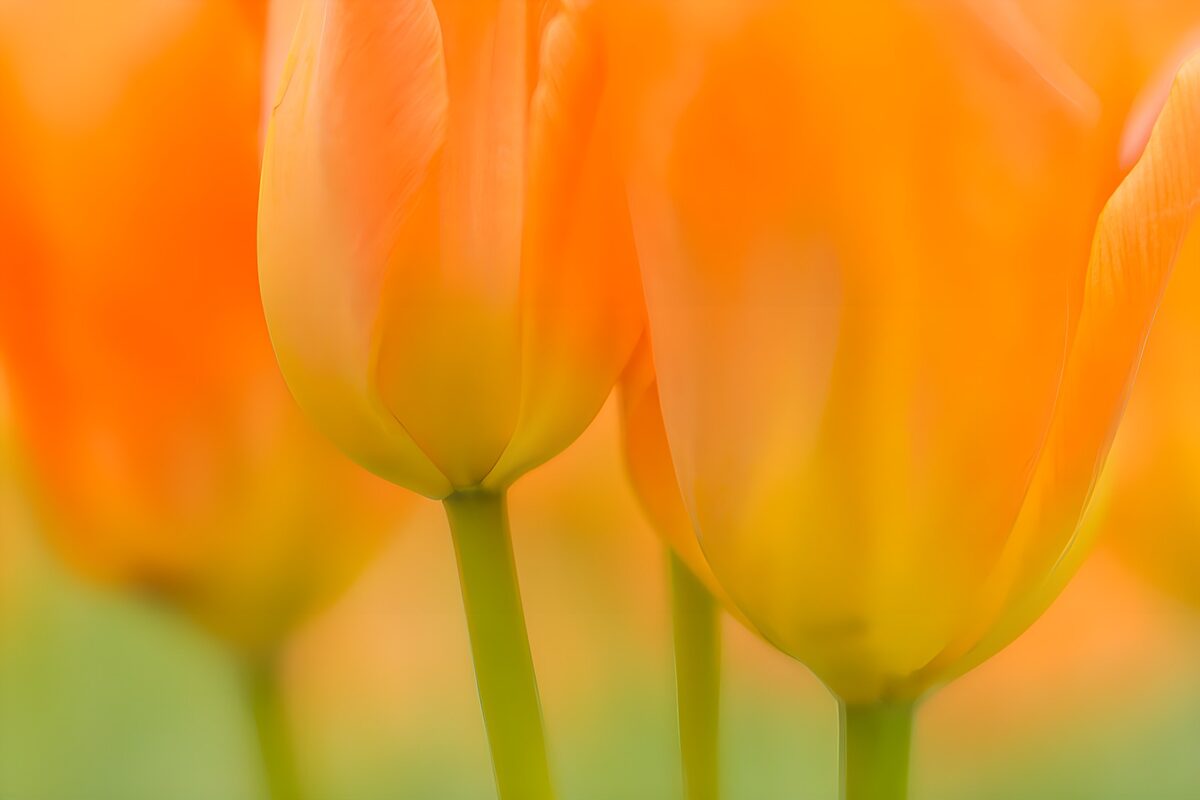 TPFR60917: Tulipes orange éclatantes