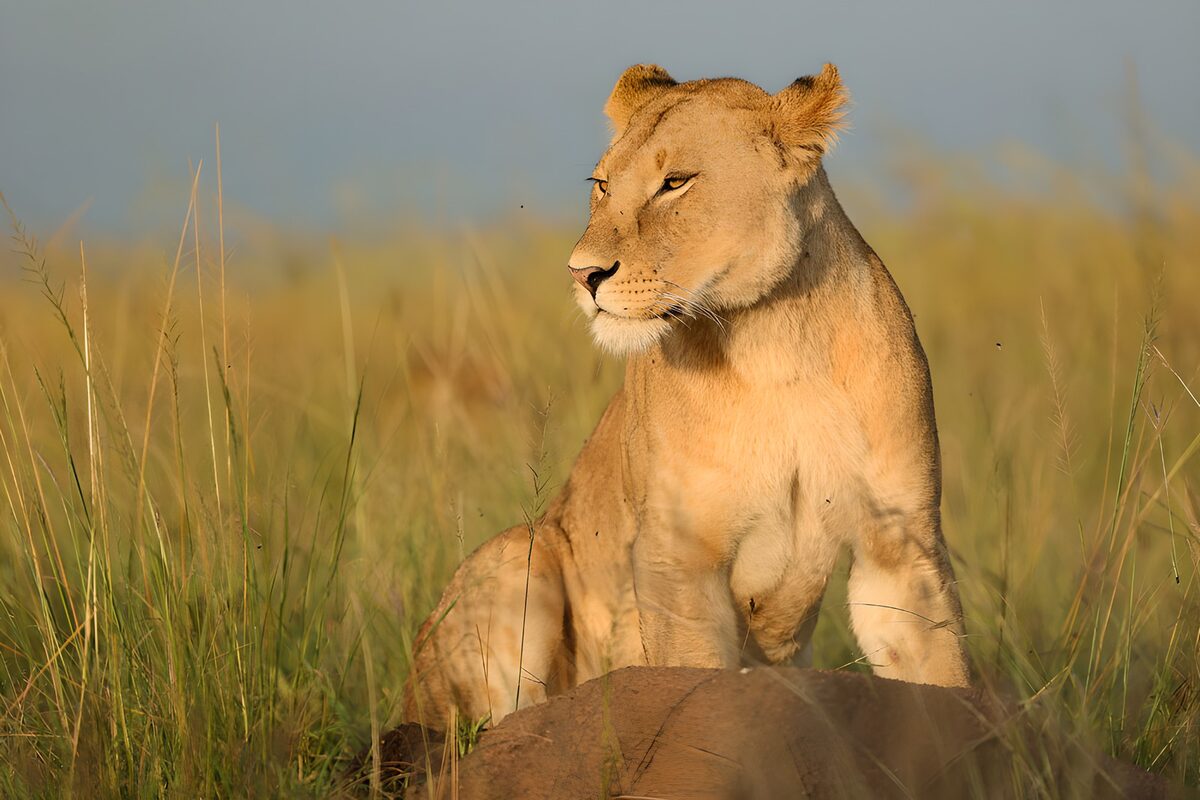 TPFR58746: Majestueuse lionne dans la savane