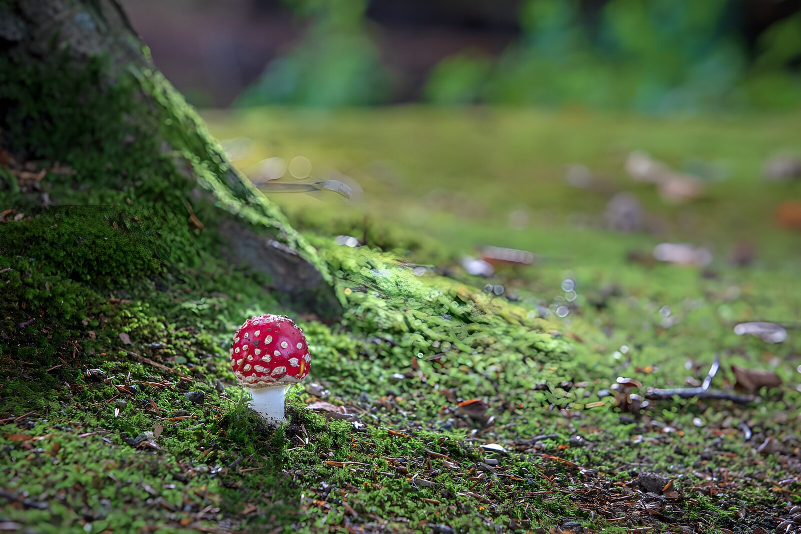 TPFR58204: Champignon rouge dans la forêt enchantée