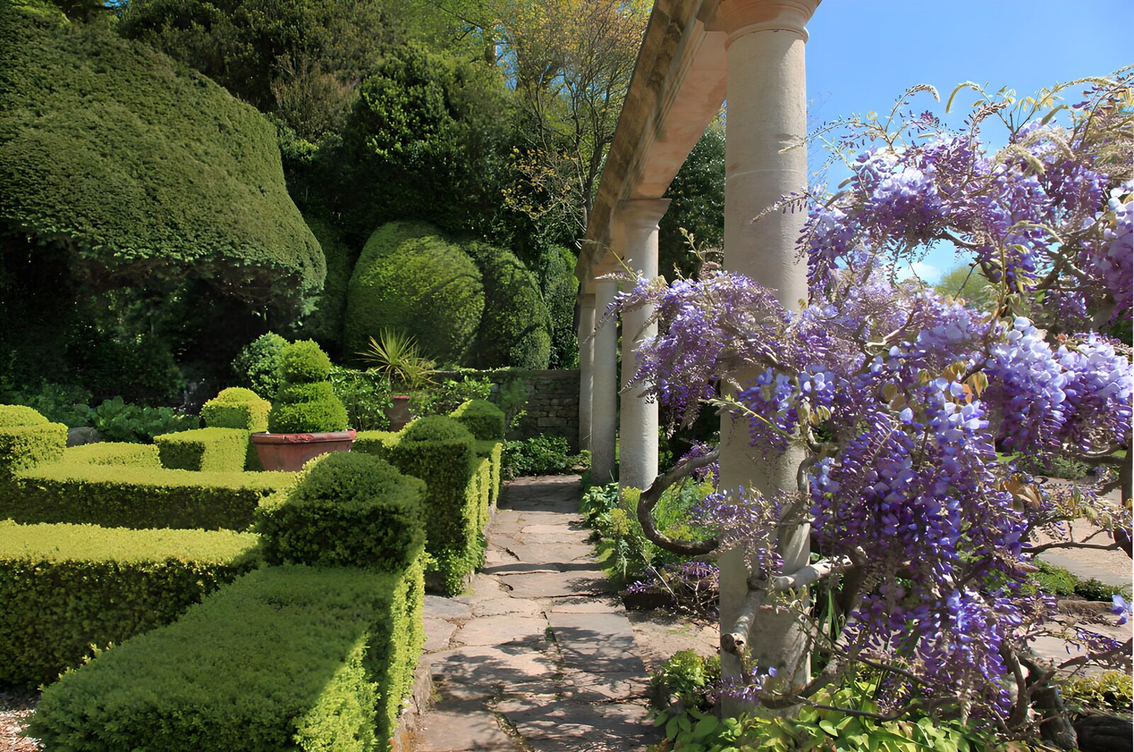 TPFR55299: Jardin idyllique avec glycine fleurie