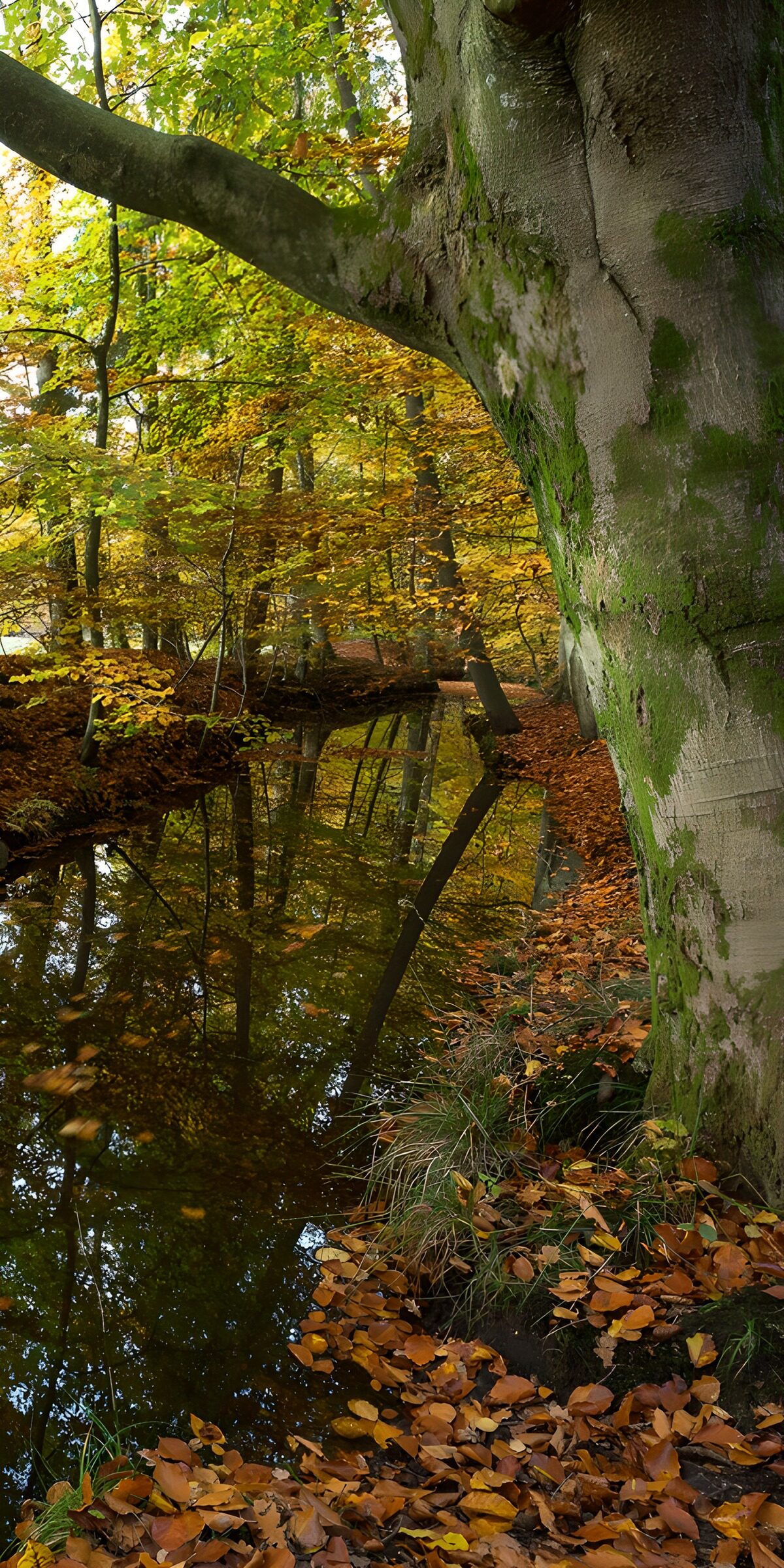 TPFR77536: Reflets d'automne au bord de l'eau
