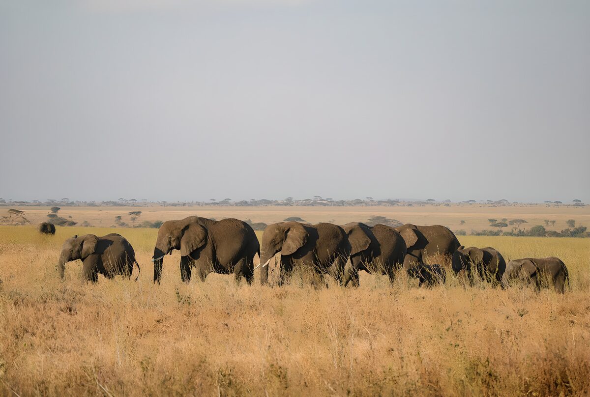Élégance des éléphants dans la savane