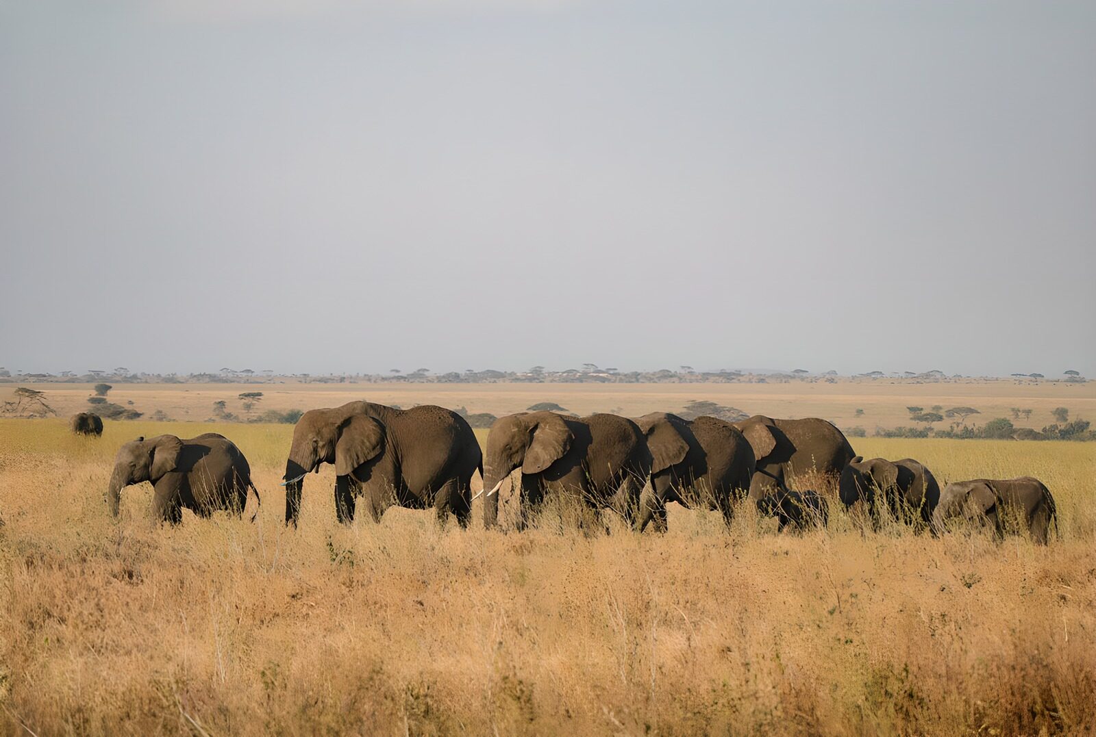 TPFR74052: Élégance des éléphants dans la savane