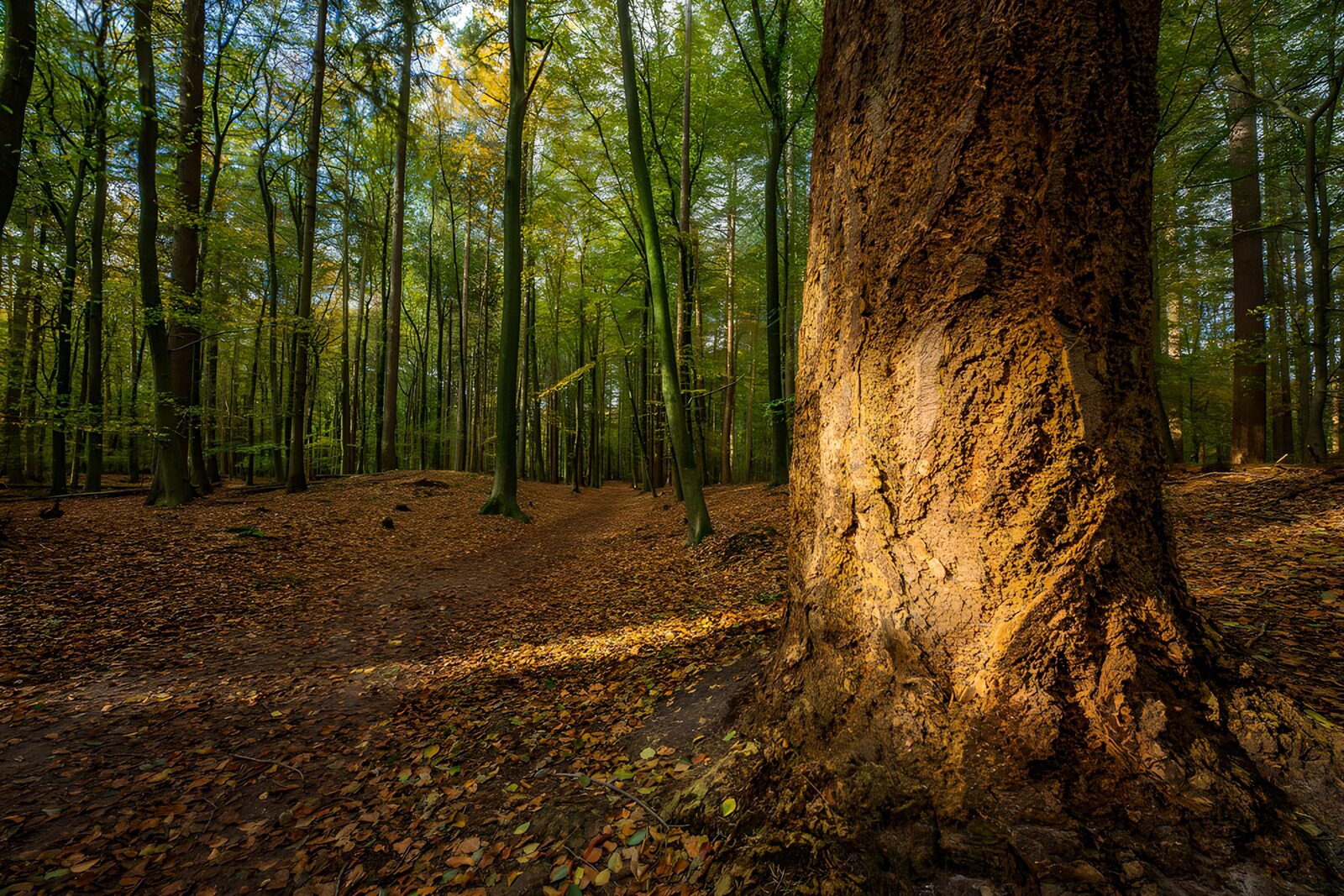 TPFR15037: Forêt paisible en automne