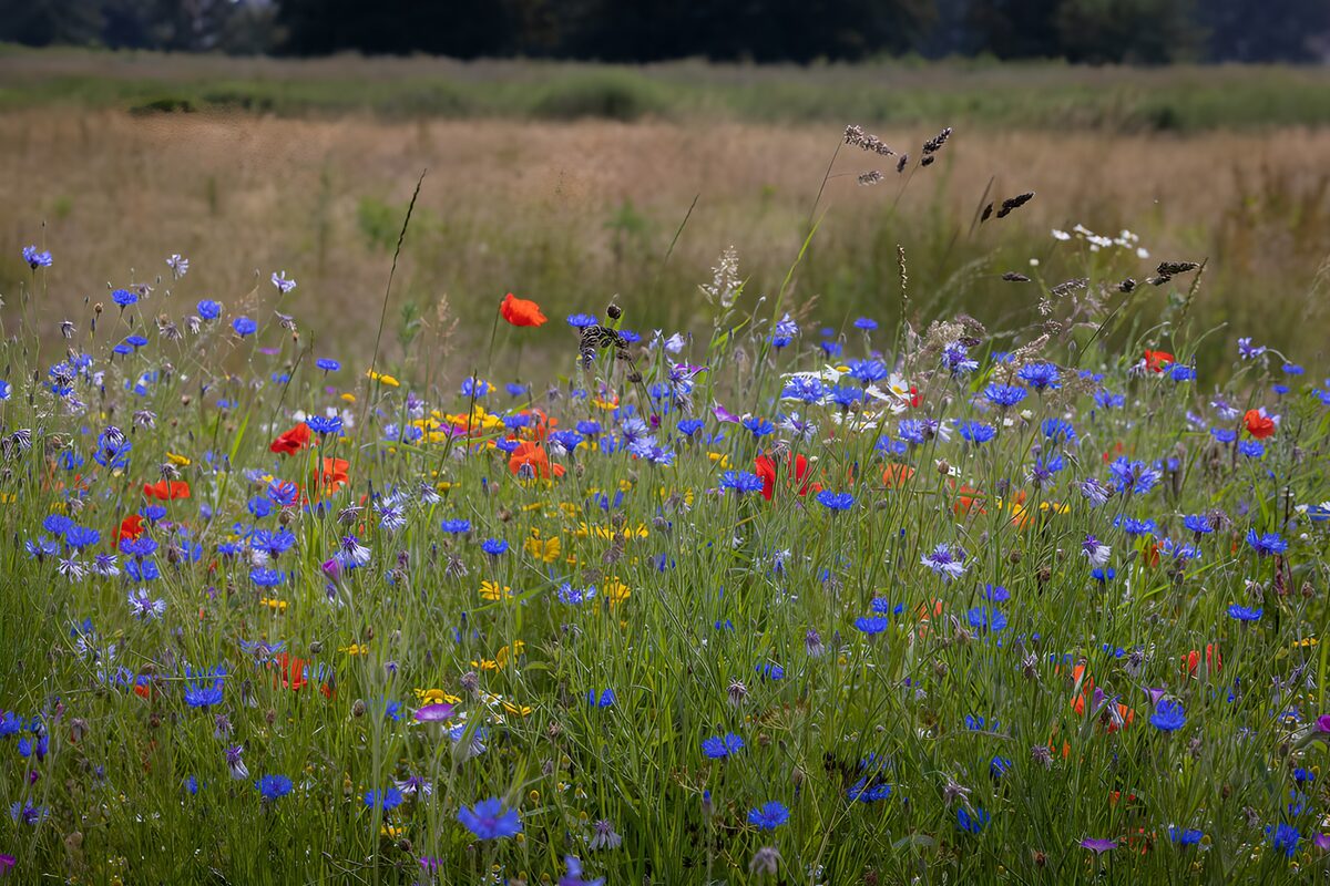 Champs de fleurs sauvages en été