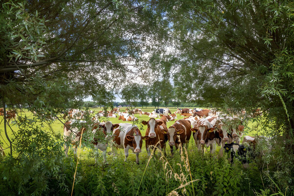 Vaches paisibles dans un champ verdoyant