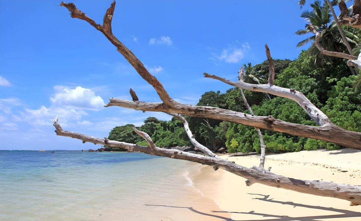 TPFR53614: Plage paisible avec arbre déraciné