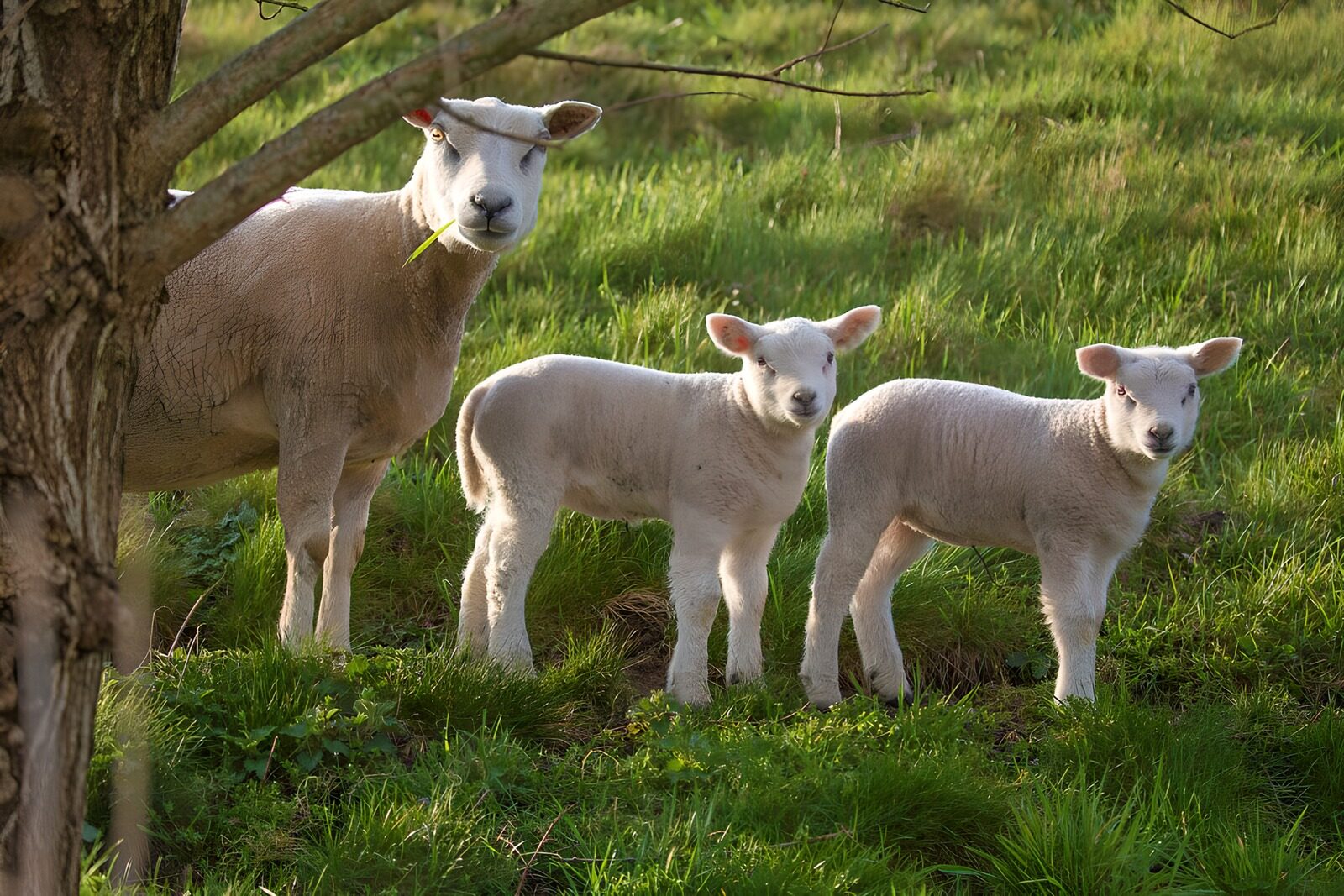 TPFR50142: : Moutons et agneaux dans le champ