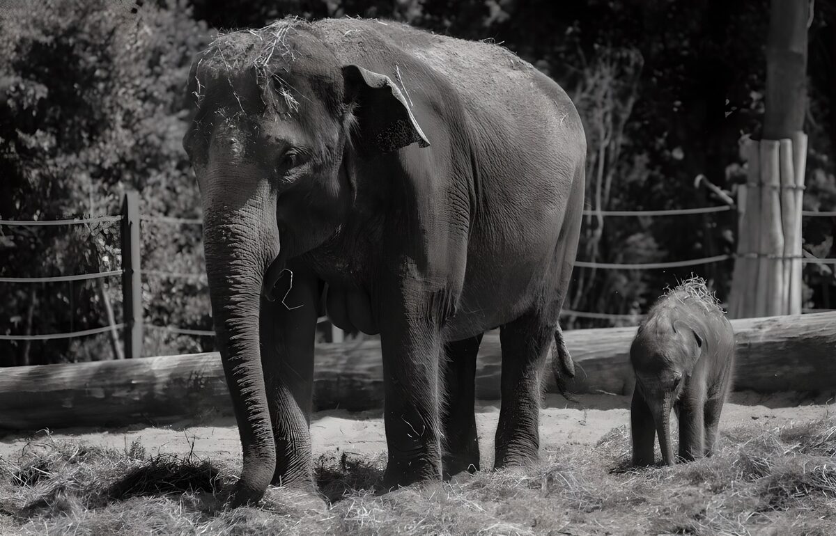 Éléphants dans un moment tendre