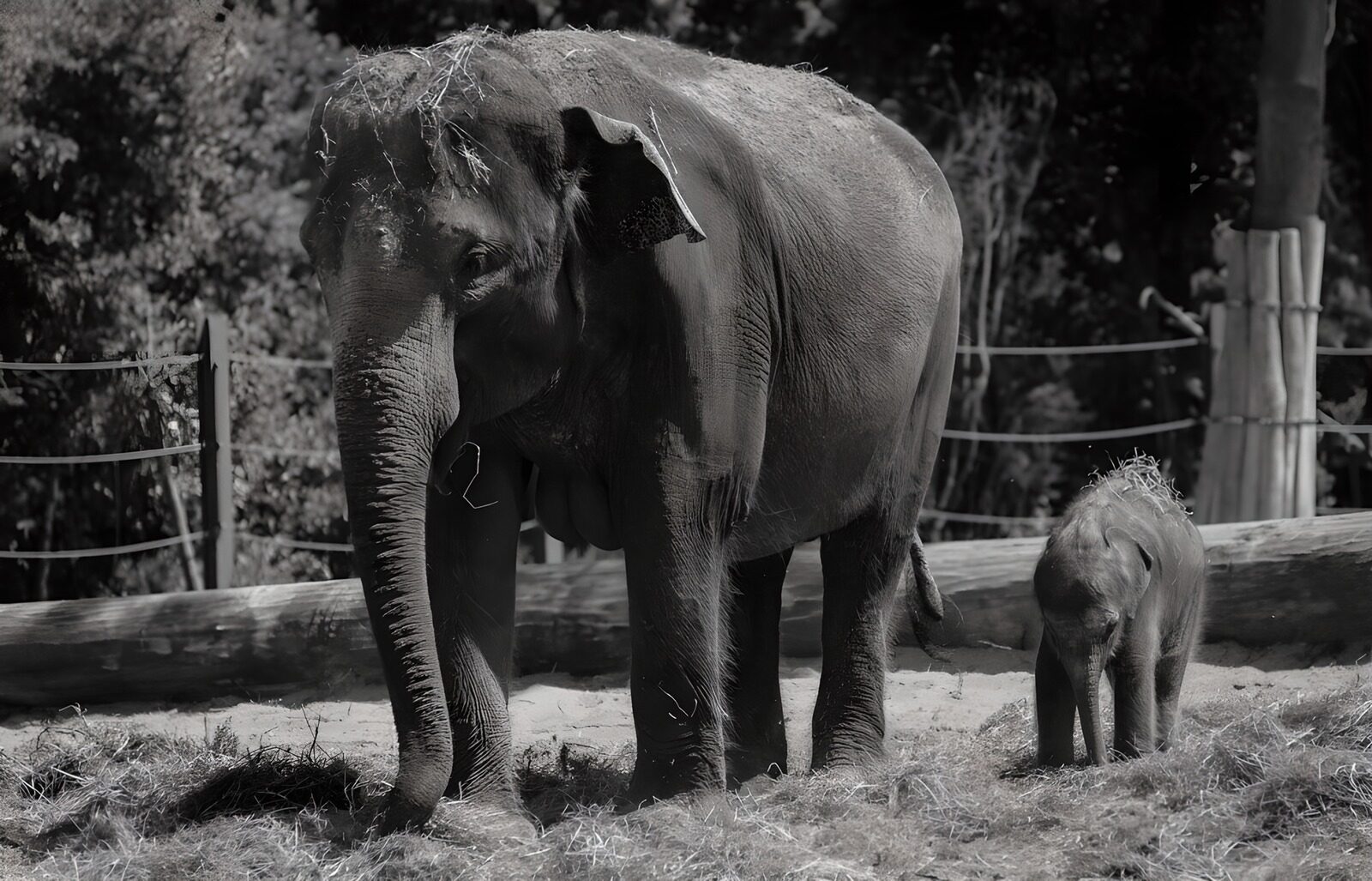 TPFR59836: Éléphants dans un moment tendre