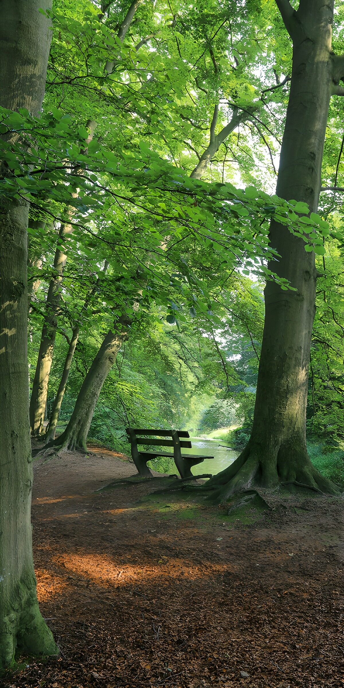 TPFR84397: Banc paisible dans la forêt verdoyante