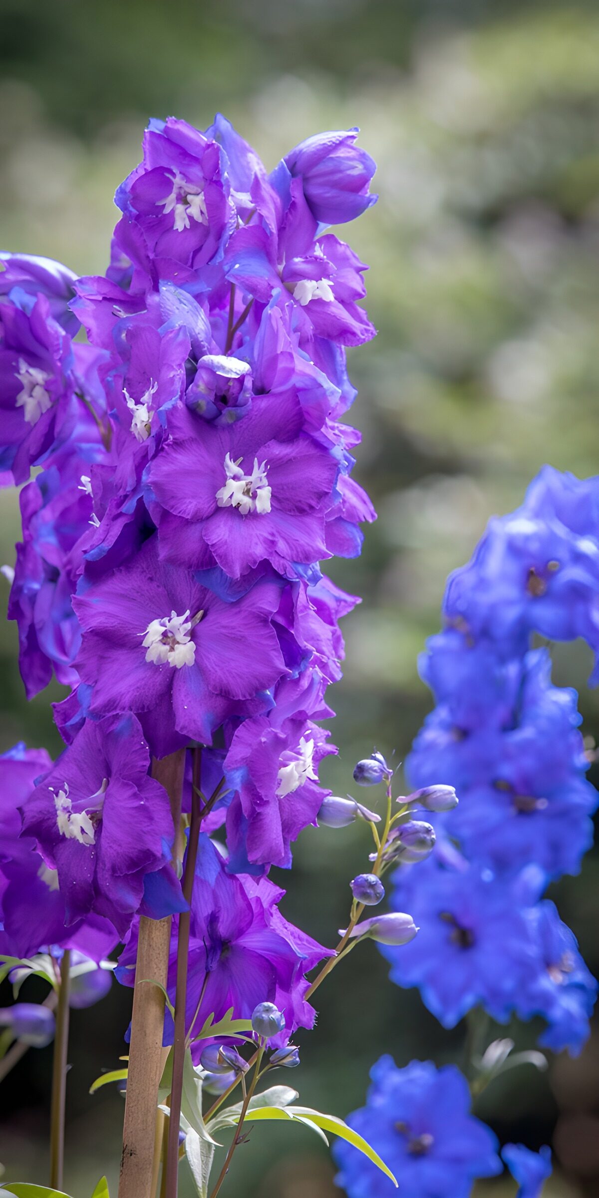 TPFR20909: Fleur de delphinium en fleurs