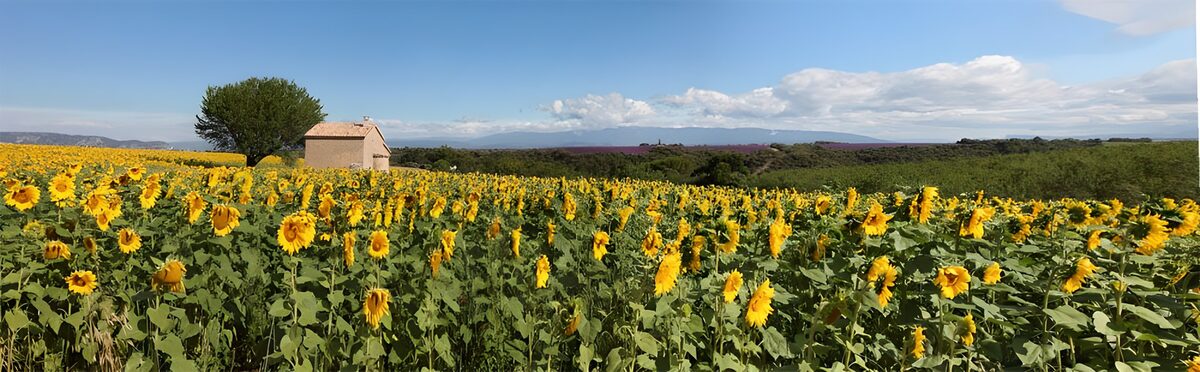 TPFR56566: Champs de tournesols en Provence
