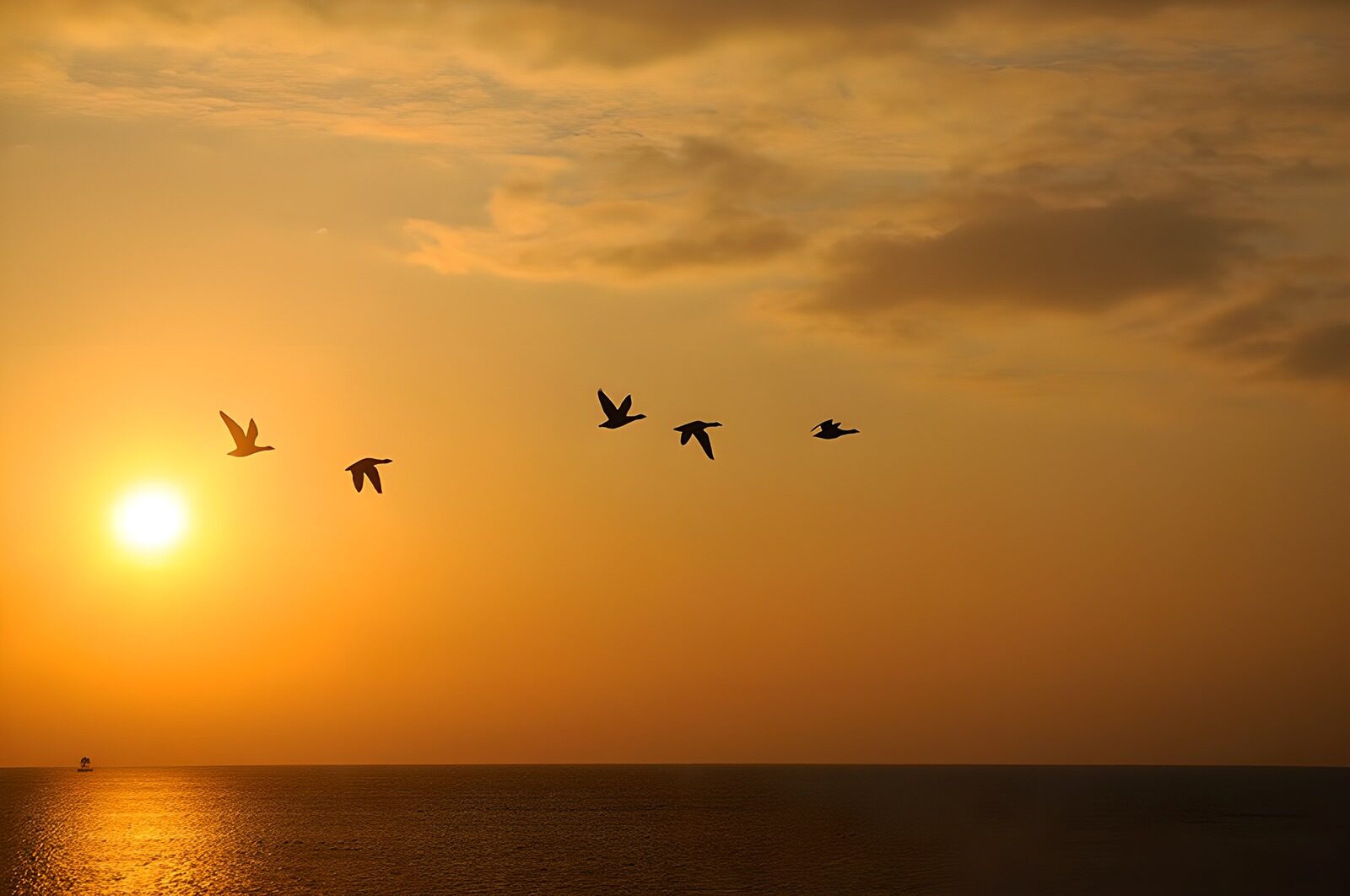 TPFR60946: Oiseaux au coucher de soleil