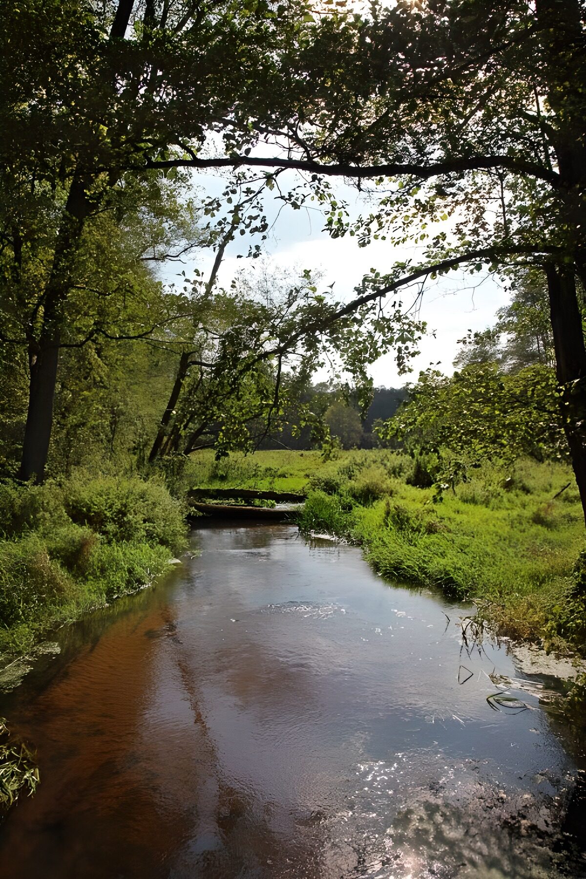 Rivière paisible au milieu des arbres